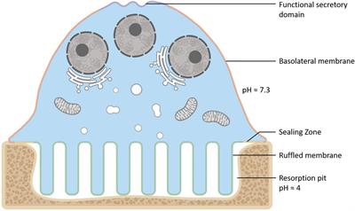 Membrane Transport Proteins in Osteoclasts: The Ins and Outs